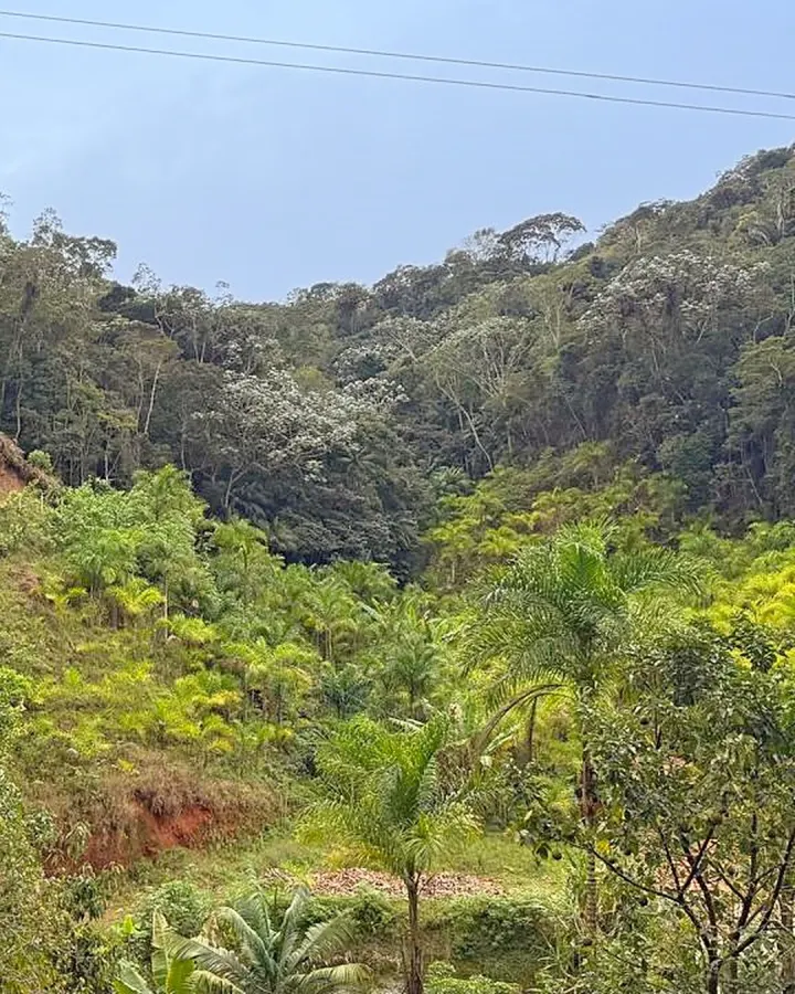 Sítio de 20.000 m² com casa, nascente e peixes — foto 9