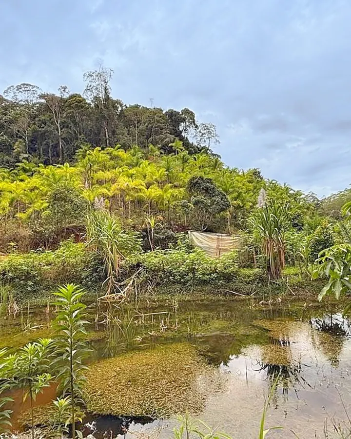 Sítio de 20.000 m² com casa, nascente e peixes — foto 8