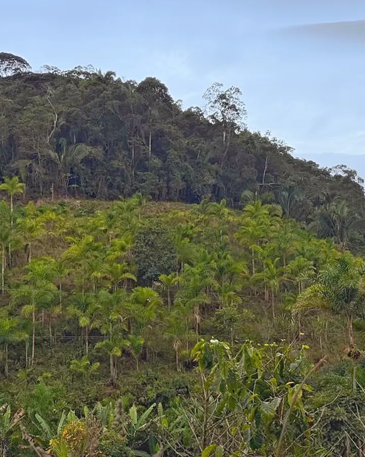 Sítio de 20.000 m² com casa, nascente e peixes — foto 6