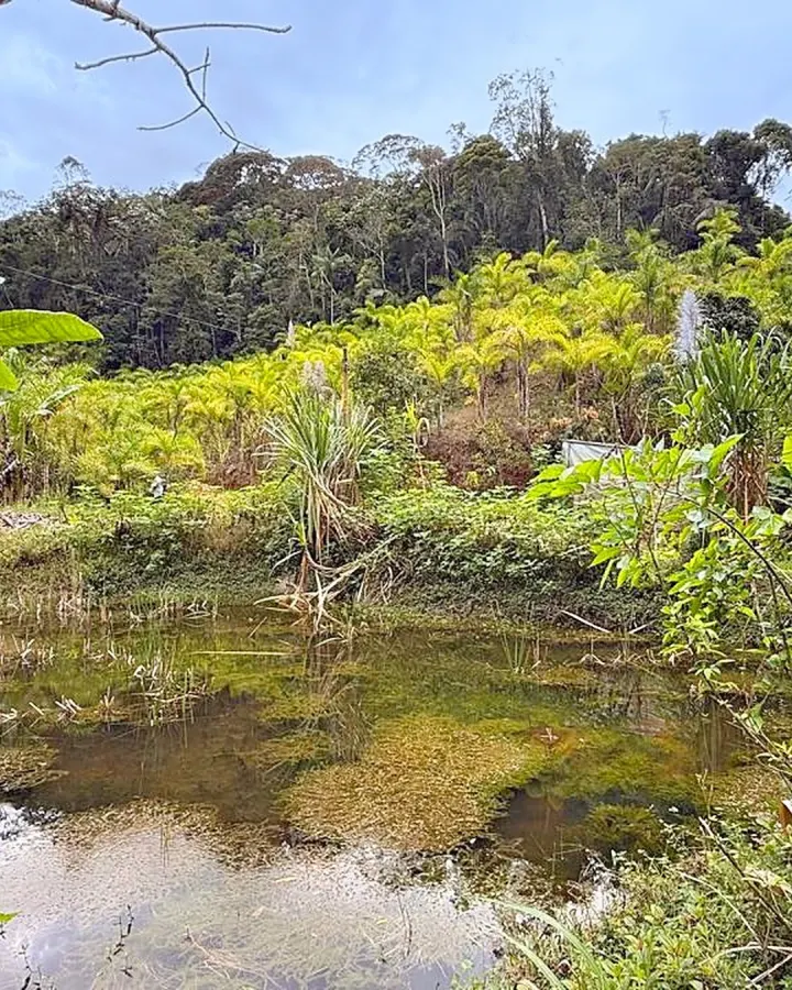 Sítio de 20.000 m² com casa, nascente e peixes — foto 3