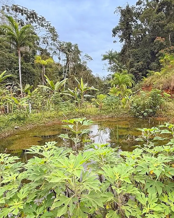 Sítio de 20.000 m² com casa, nascente e peixes — foto 4